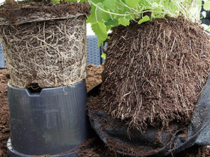 rootpouch